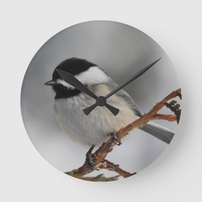 Maine Chickadee Runde Wanduhr (Vorderseite)