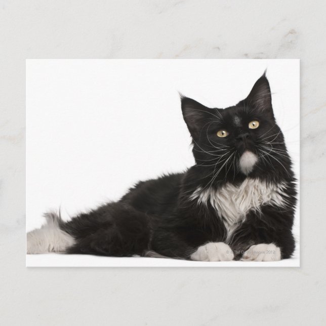 Maine Coon (15 Monate alt) Postkarte (Vorderseite)