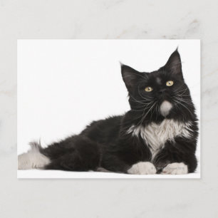 Maine Coon (15 Monate alt) Postkarte