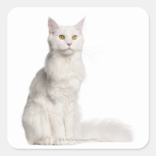 Maine Coon (8 Monate alt) Sitzung Quadratischer Aufkleber