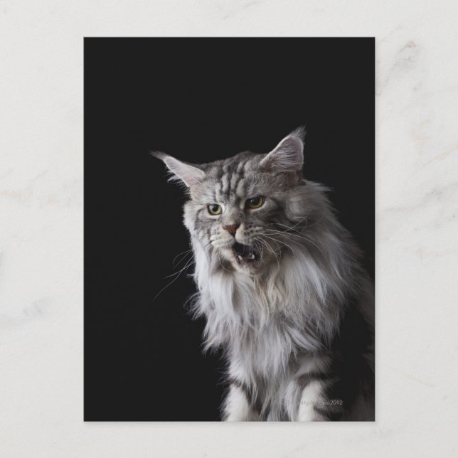 Maine Coon Cat 2 Postkarte (Vorderseite)