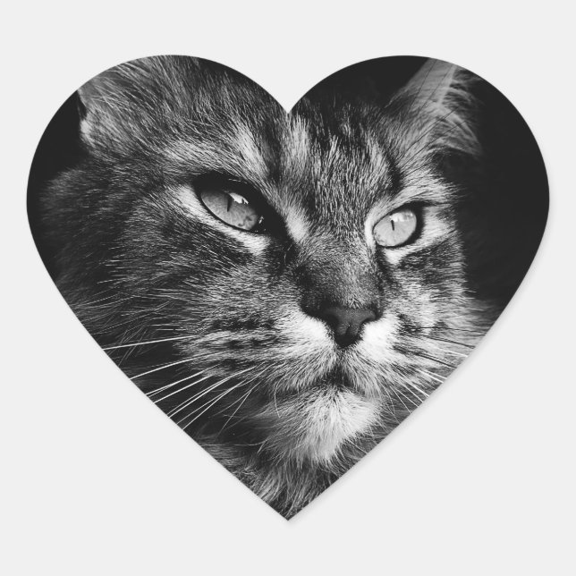 Maine Coon Cat Aufkleber (Vorderseite)