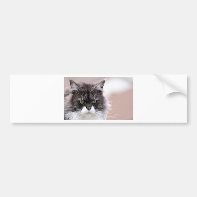 Maine Coon Cat Autoaufkleber (Vorne)