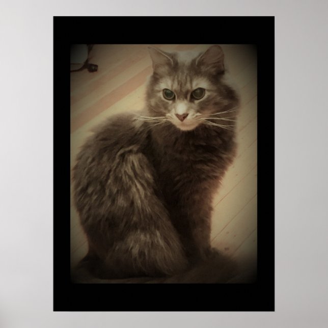 Maine Coon Cat Foto Poster (Vorne)