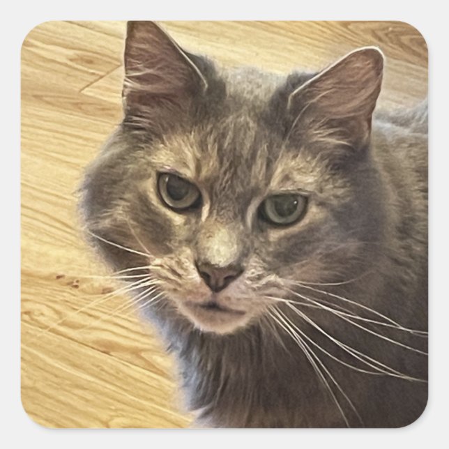 Maine Coon Cat Foto Stickers (Vorderseite)