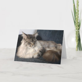 Maine Coon Cat Greetings Card Karte