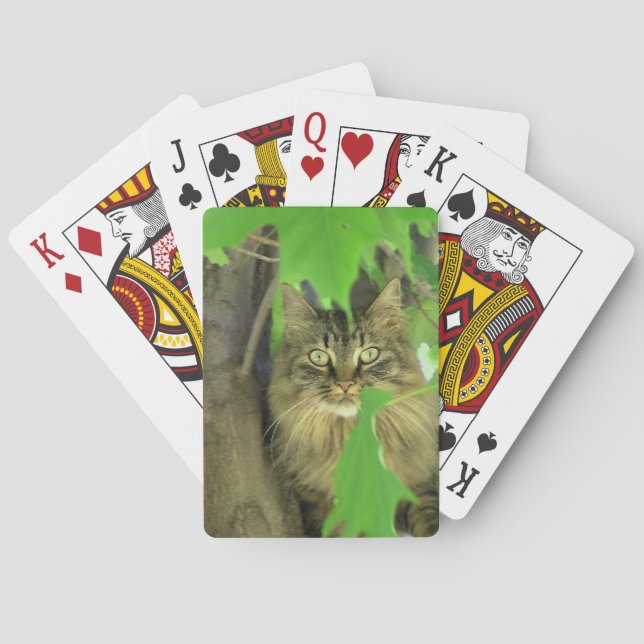 Maine Coon Cat in Tree Spielkarten (Rückseite)