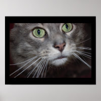 Maine Coon Cat Nah-up