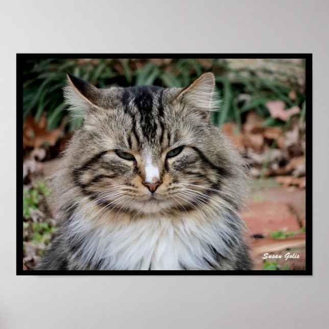 Maine Coon Cat Portrait Foto Poster (Vorne)