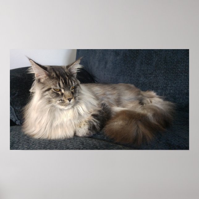 Maine Coon Cat Poster (Vorne)