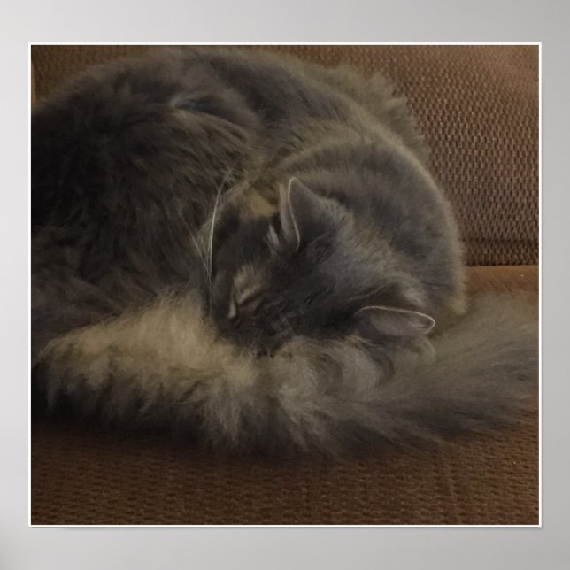 Maine Coon Cat Poster (Vorne)