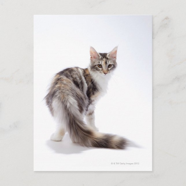 Maine Coon cat Postkarte (Vorderseite)