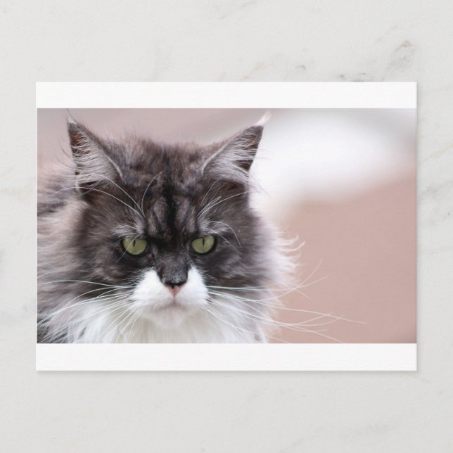Maine Coon Cat Postkarte (Vorderseite)