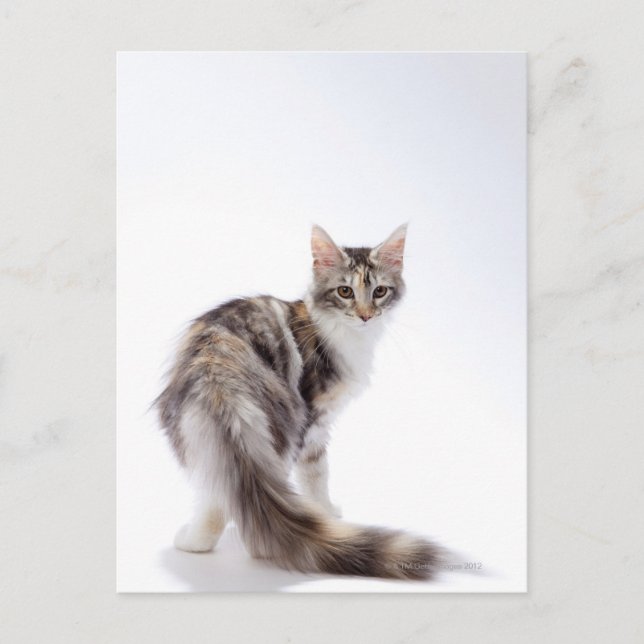 Maine Coon cat Postkarte (Vorderseite)