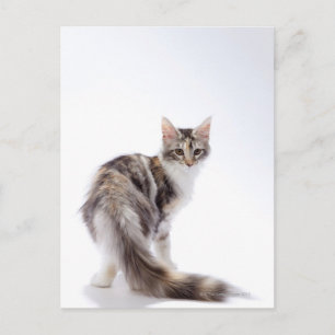 Maine Coon cat Postkarte