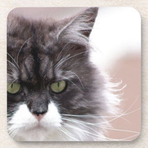Maine Coon Cat Untersetzer