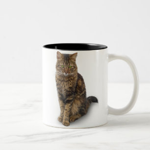 Maine Coon Cat Zweifarbige Tasse