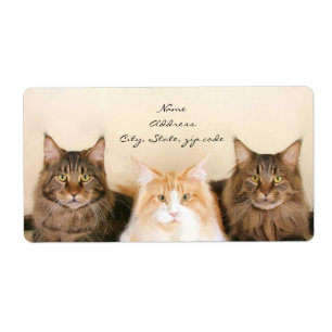 Maine Coon Cats Expédition Étiquettes