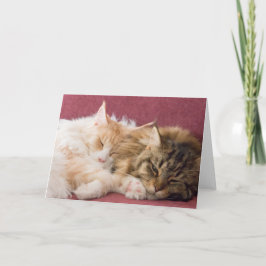 Maine Coon cats greeting card Feiertagskarte