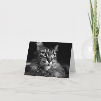 Maine Coon Chat carte pour notes 4 x 5,6