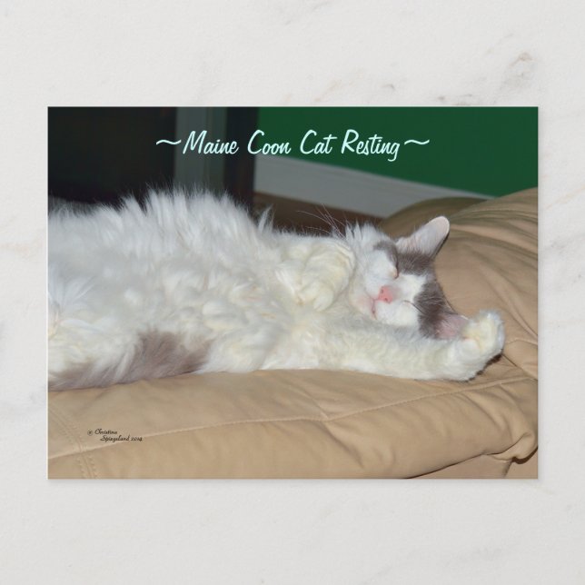 Maine Coon chat dormir Carte postale (Devant)