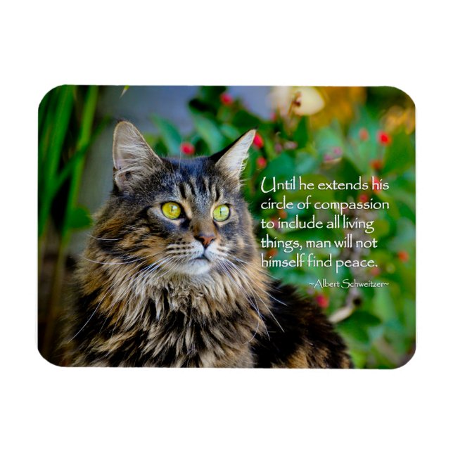Maine Coon Chat Magnet Inspirant (Horizontal)