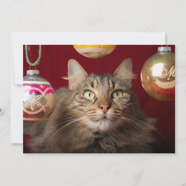 Maine Coon Christmas Cat Feiertagskarte (Vorderseite)