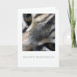 Maine Coon Close Up, Photographie carte d'annivers