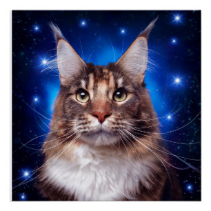 Maine Coon Katze Blau Hintergrund Sterne Poster