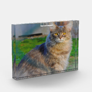 Maine Coon Katze Fotoblock