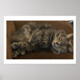 Maine Coon Katze Poster