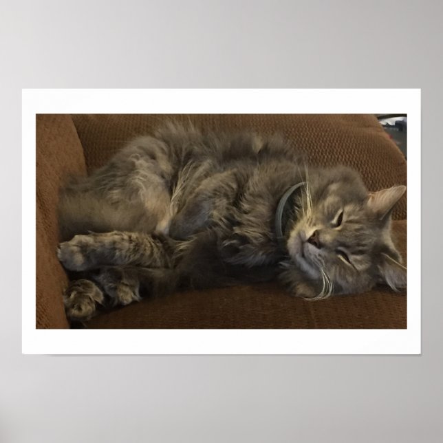Maine Coon Katze Poster (Vorne)
