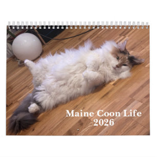Maine Coon Katzen   Maine Coon Leben Kalender