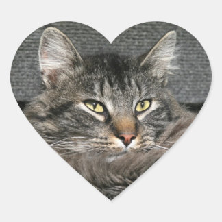 Maine Coon Katzengesicht Herz-Aufkleber