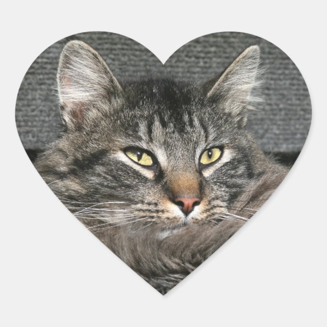 Maine Coon Katzengesicht Herz-Aufkleber (Vorderseite)