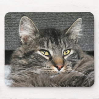 Maine Coon Katzengesicht Mousepad