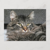 Maine Coon Katzengesicht