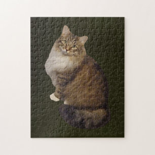 Maine Coon Katzenporträt