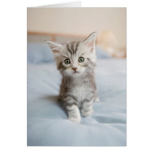 Maine Coon Kitten