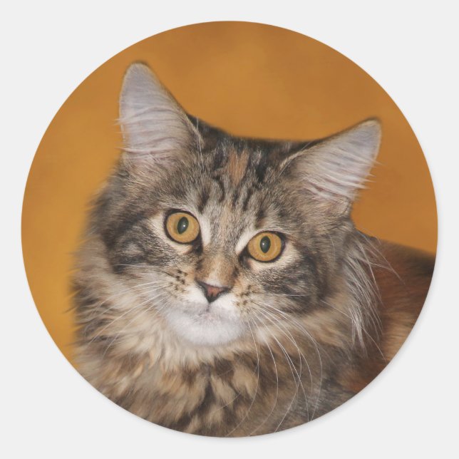 Maine Coon kitten Gesicht Runder Aufkleber (Vorderseite)