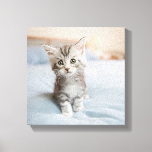 Maine Coon Kitten Leinwanddruck (Vorderseite)