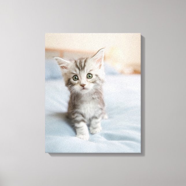 Maine Coon Kitten Leinwanddruck (Vorderseite)