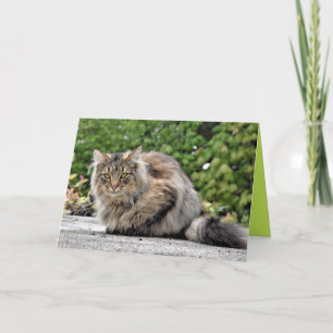 Maine Coon Kitty Cat Cute Carte personnalisable