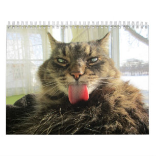 Maine Coon Kitty Cat Kalender