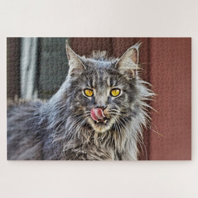Maine Coon Kitty Cat Niedlich Fun Animal (Horizontal)