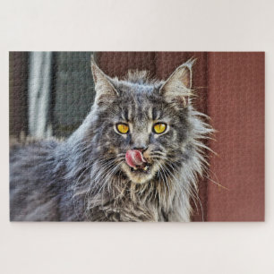 Maine Coon Kitty Cat Niedlich Fun Tier