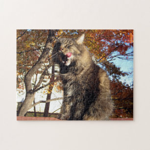 Maine Coon Kitty Cat Niedlich Fun Tier