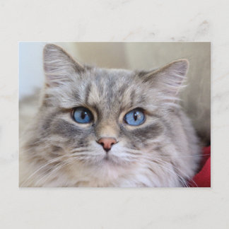 Maine Coon Kitty Cat Niedlich Spaß Postkarte