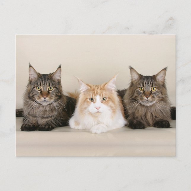 Maine Coon Kitty Cat Niedlich Spaß Postkarte (Vorderseite)