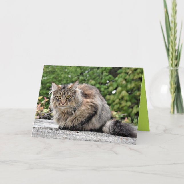 Maine Coon Kitty Cat Niedliche individuell anpassb Karte (Vorderseite)
